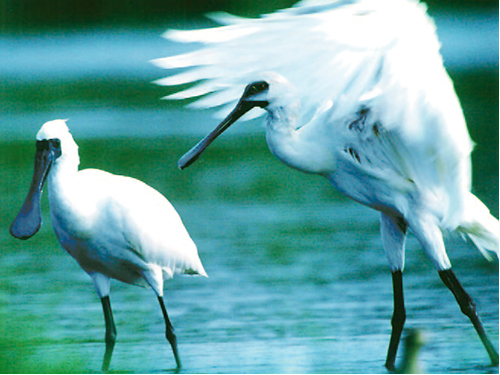 Black-Faced Spoonbill