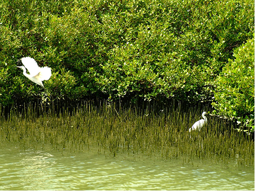 Mangrove Forest