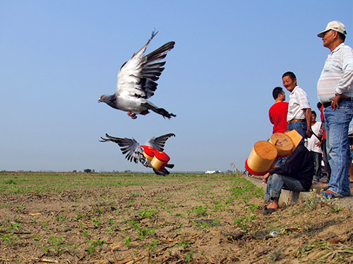 Pigeon Competitions