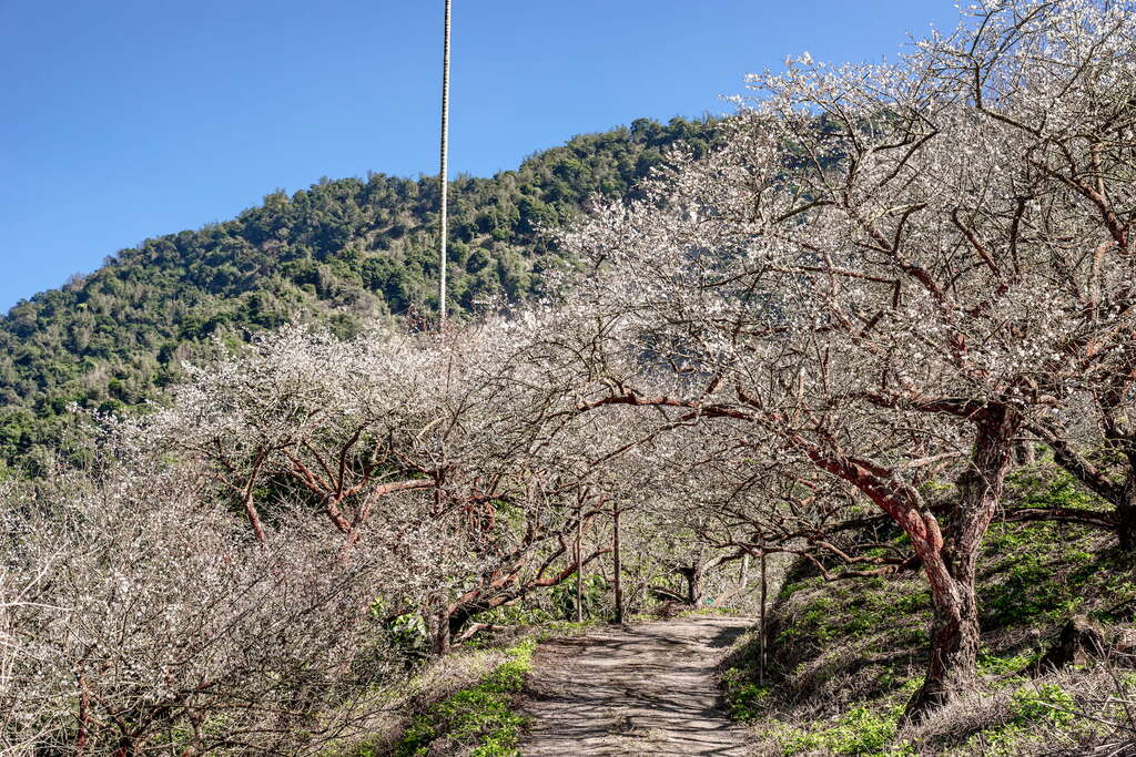 梅嶺賞梅步道