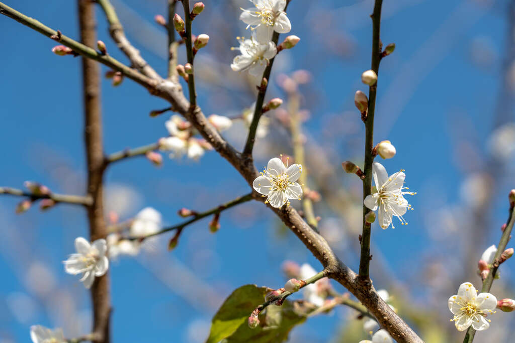 梅嶺梅花