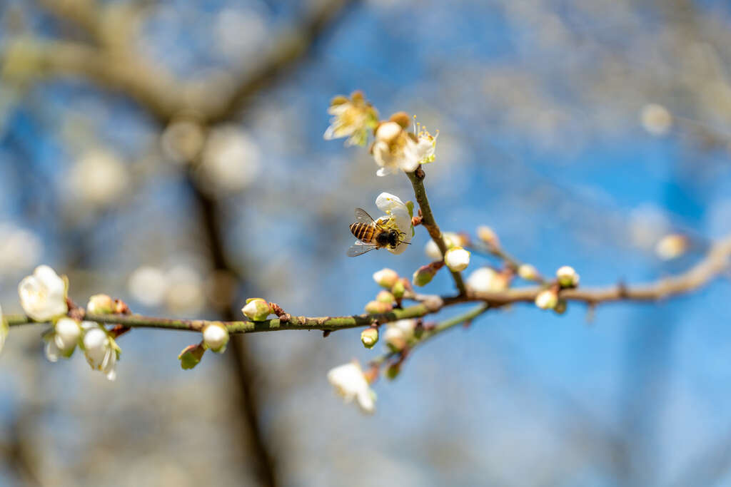 梅花與蜜蜂