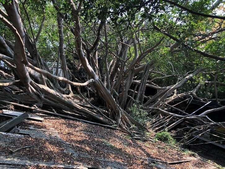 安平樹屋的屋頂