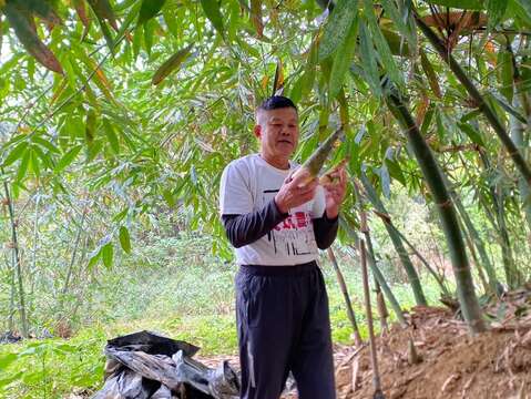 由職人帶領遊客認識竹筍