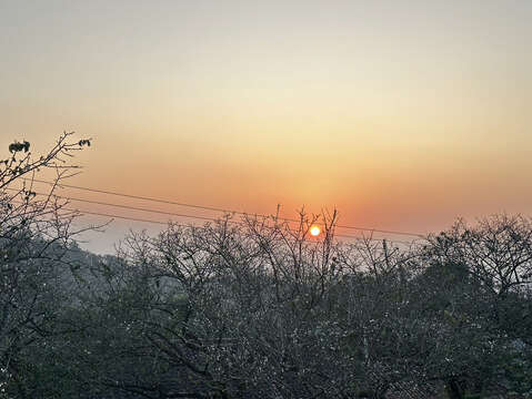 02.梅嶺梅花與夕陽美景