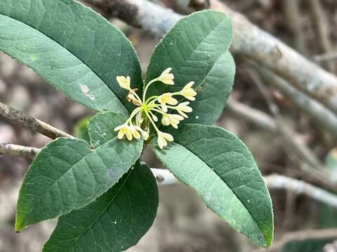 目前秋冬正值桂花花開，身置其間感受幽雅花香