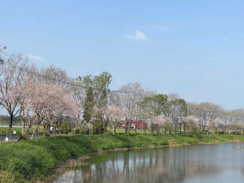 將軍埤苦楝(臺南市政府觀光旅遊局提供)