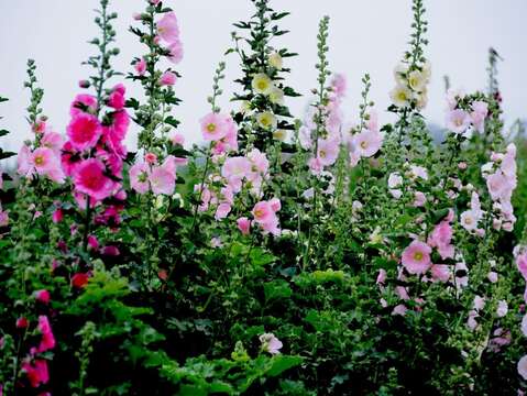 蜀葵花(學甲區公所提供)