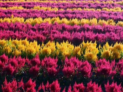 雞冠花(學甲區公所提供)