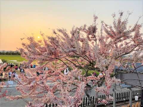 金砂里花旗木步道的粉色花廊，吸引民眾前來賞花-觀旅局提供