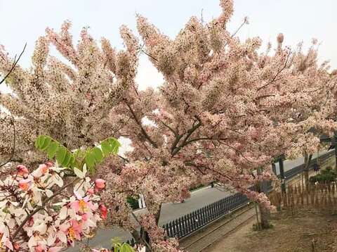 金砂里花旗木步道-觀旅局提供