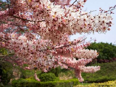 尖山埤花旗木(台糖柳营尖山埤渡假村提供)