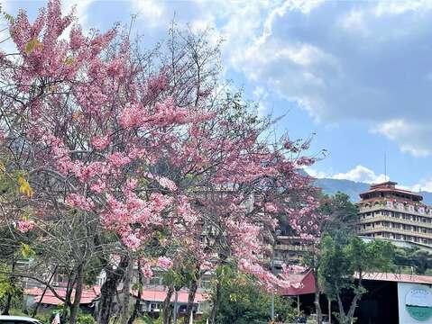 宝光圣堂花旗木_(南化区公所提供)