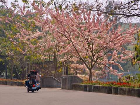 旅人至烏山頭風景區共賞花旗木