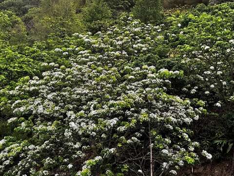 油桐花(历史照片)