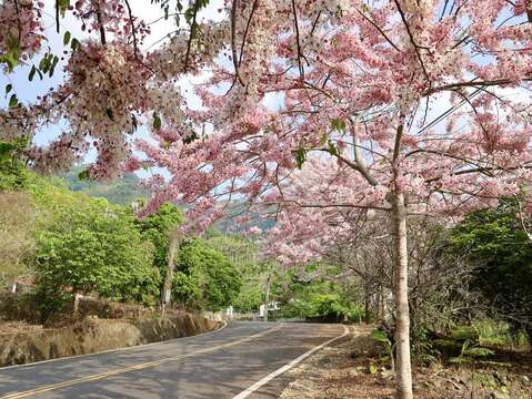 梅岭花旗木-观光旅游局提供