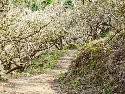 楠西梅岭登山步道