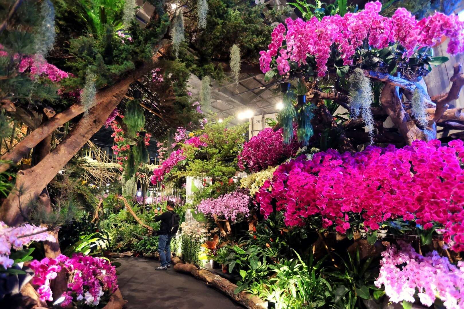 2025國際蘭展(今年花況)