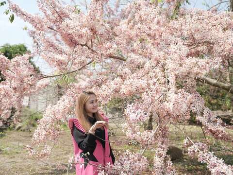 龟丹水哥温泉_花旗木现况
