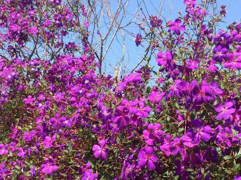 梅嶺紫牡丹