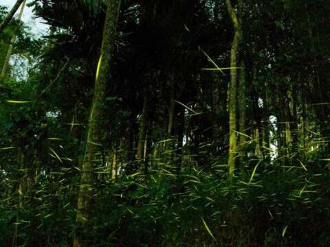 萤火虫