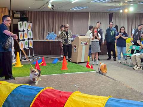 超可爱毛小孩游戏闯关