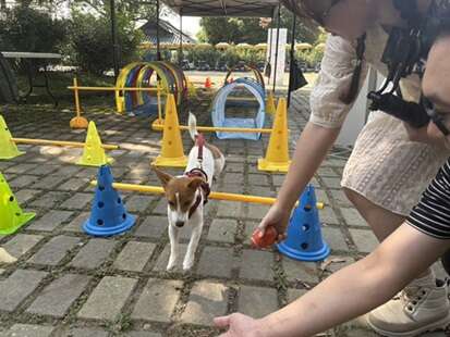 2025虎頭埤水與綠萌寶戲水節 親子毛孩樂不思蜀