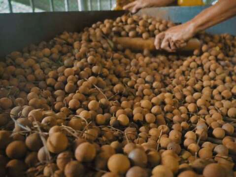 特约商店-龙湖山生态农庄_龙眼咖啡烘焙DIY