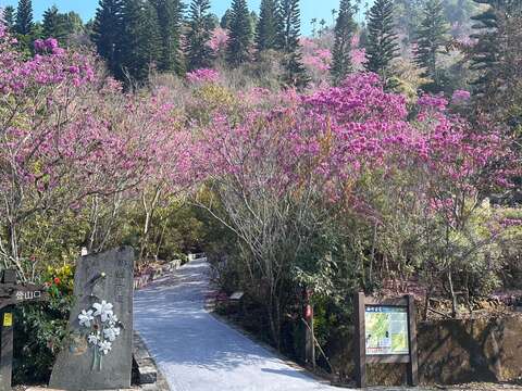 梅岭梅峰古道开满红花风铃木