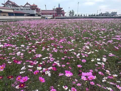 白河马稠後关帝厅波斯菊花海