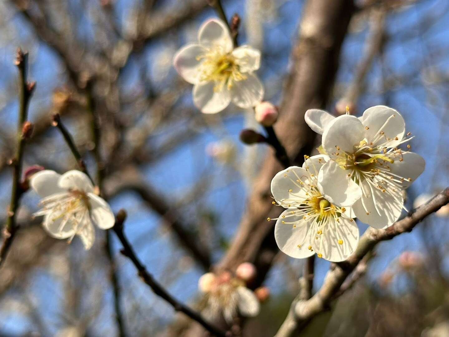 梅嶺梅花陸續綻放_梅嶺休閒農業協會黃貴珍理事長提供