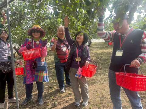 楠西蜜枣采果体验_梅岭休闲农业协会黄贵珍理事长提供
