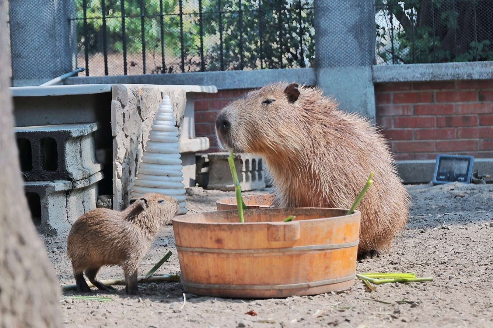1.安平出張所水豚寶寶「糯米」