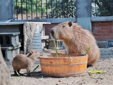 1.安平出张所水豚宝宝「糯米」