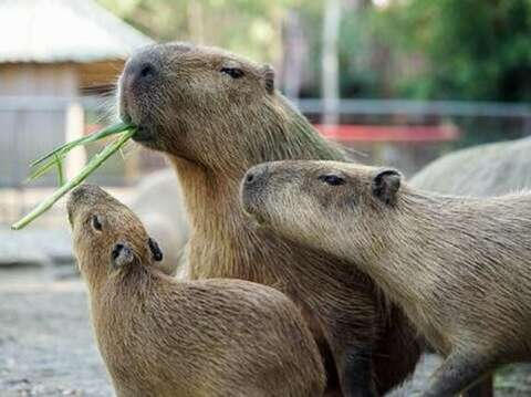 6.顽皮世界野生动物园水豚君