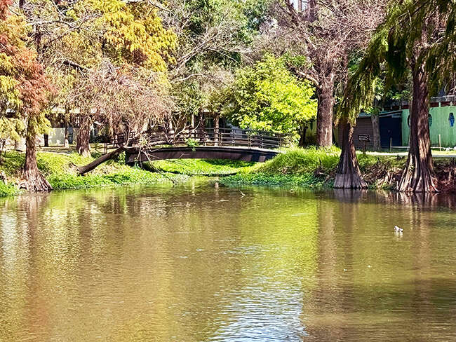 《魚頭君帶路》 花草迷 療癒之旅：探尋綠意間的風與光