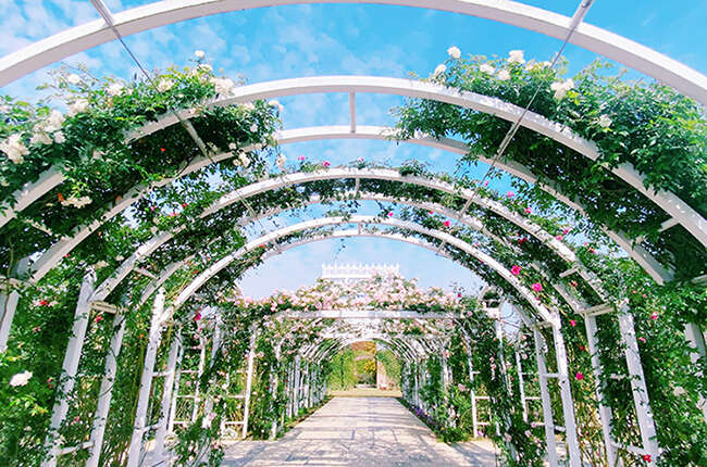 《魚頭君帶路》 花草迷 療癒之旅：探尋綠意間的風與光