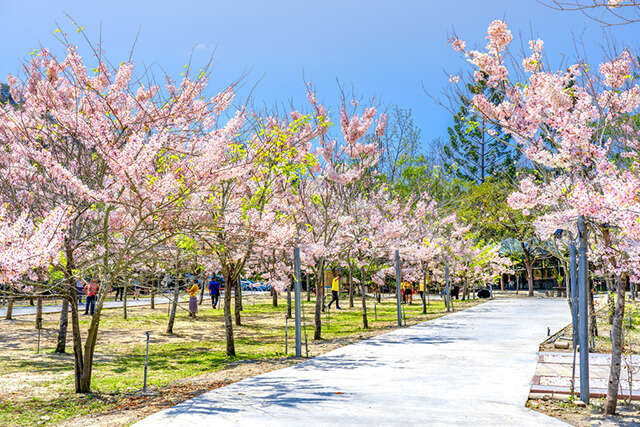 《魚頭君帶路》 花草迷 療癒之旅：探尋綠意間的風與光