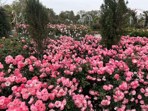 雅闻湖滨疗癒森林花海(114年拍摄)