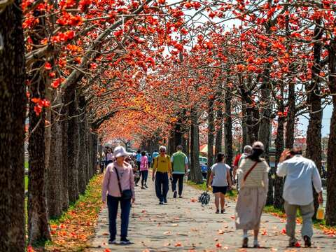 不同角度的白河林初埤木棉花步道(114年拍摄)
