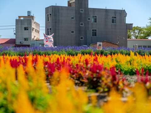 2025学甲蜀葵花文化祭(不同角度)