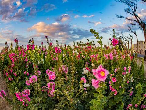 学甲蜀葵花文化节02(学甲区公所提供)