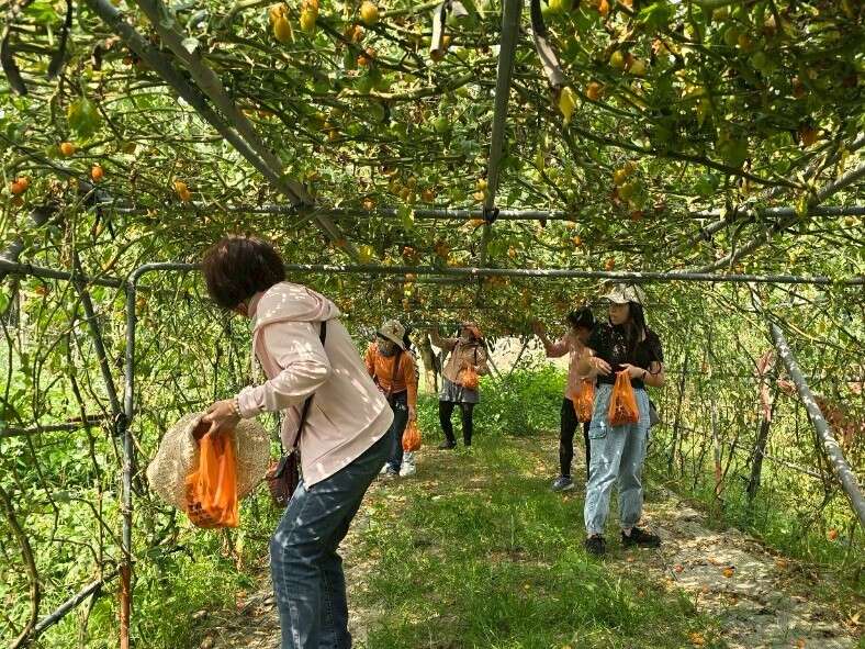 2026螢光花泉季 漫遊之旅3月31日搶先開放報名  春遊臺南正當時 走進楠西賞花泡湯感受幸福氛圍