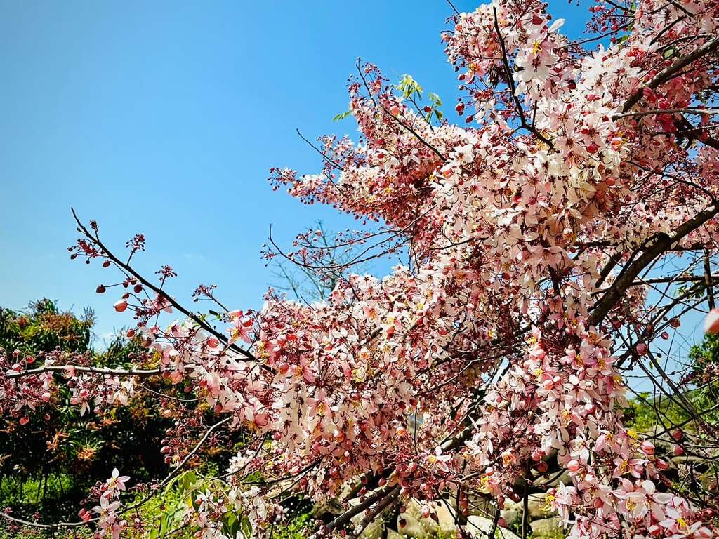 2026螢光花泉季4月11日盛大登場  四部曲串聯楠西春日魅力 邀民眾賞螢、賞花、泡湯、漫遊山城