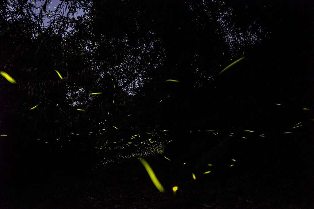 2026螢光花泉季4月11日盛大登場  四部曲串聯楠西春日魅力 邀民眾賞螢、賞花、泡湯、漫遊山城