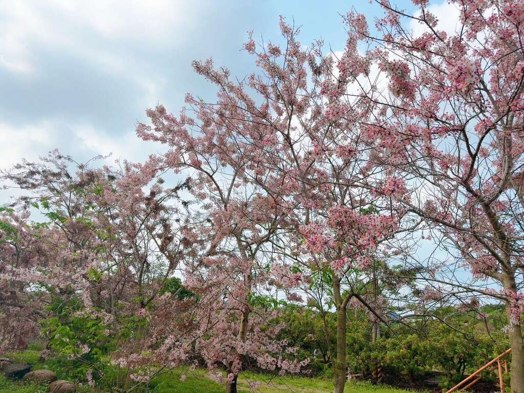 台南市螢光花泉季本周末盛大展開，免費接駁、藝人表演與限額體驗不容錯過