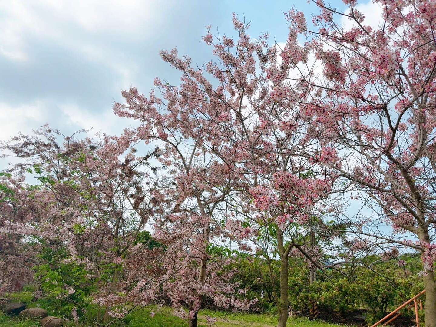 龜丹花旗木現況照