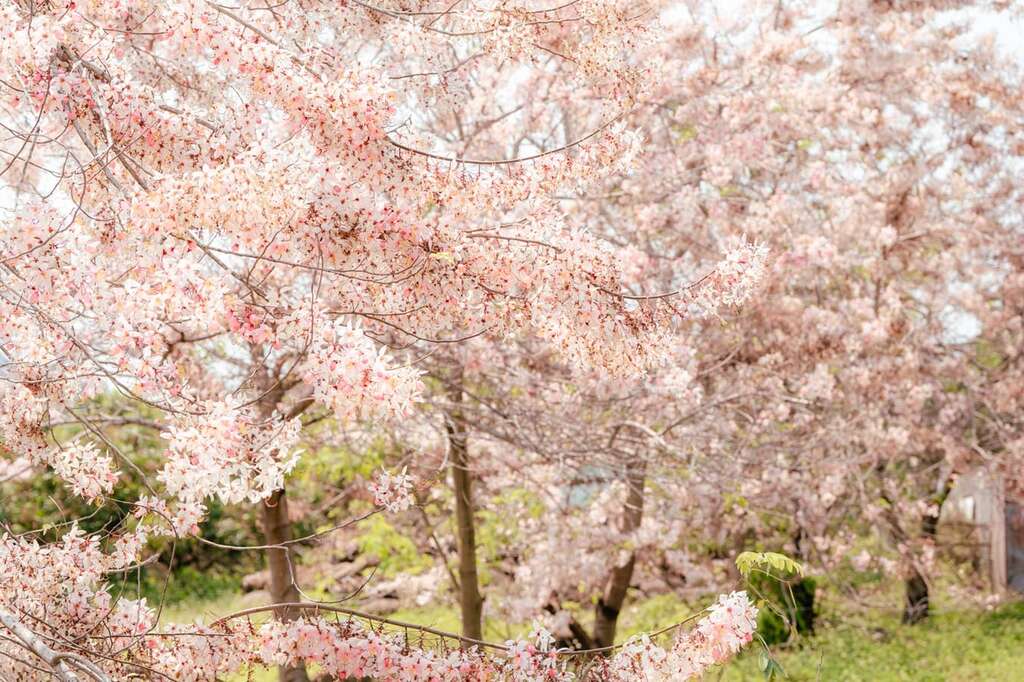 楠西花旗木现况照_观旅局
