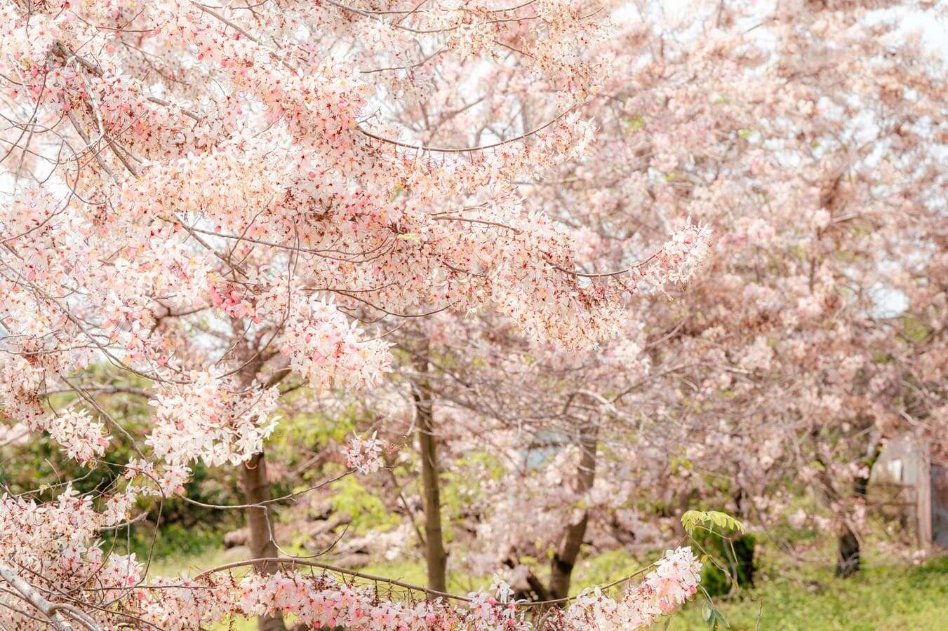楠西花旗木現況照_觀旅局