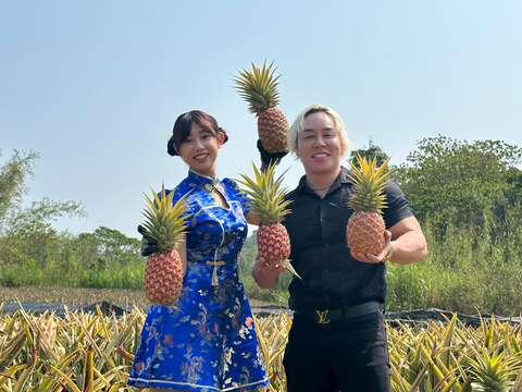 山泽礼明、堀江圣夏於关庙凤梨田体验摘凤梨